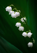 Brin de muguet sous une lumi&egrave;re douce
